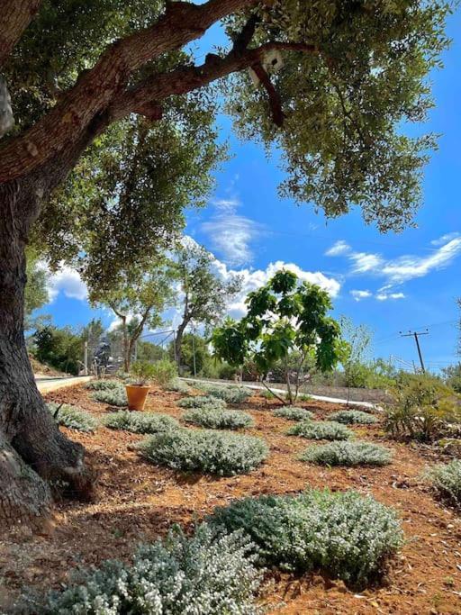 Corto Villa Apolpaina Dış mekan fotoğraf
